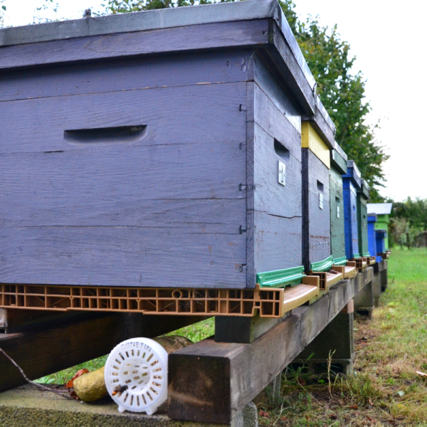 Trapping in the Apiary with Ornetin