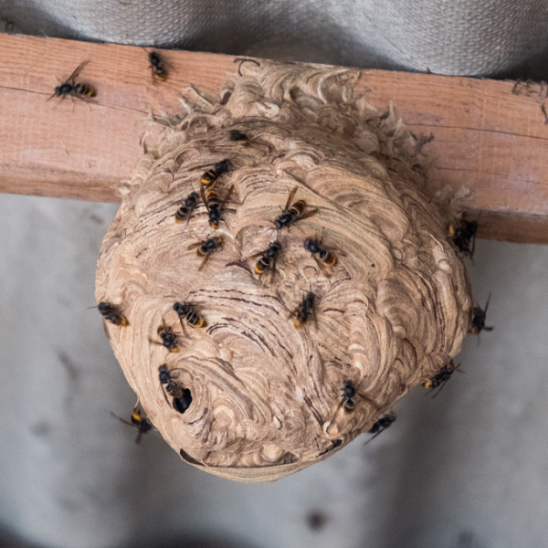 Counting is important: report your nests!