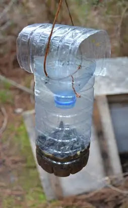 Say goodbye to bottle traps for Asian hornets: make way for the new generation of traps