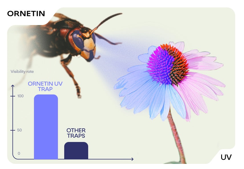 Visual demonstration of enhanced UV visibility of the Ornetin UV trap versus a regular hornet trap