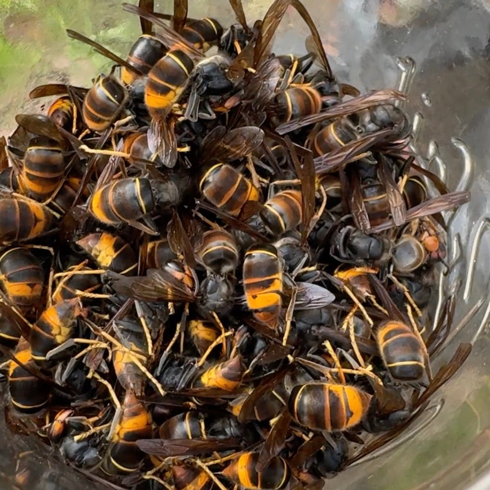 Glass jar filled with dead asian hornets, yellow-legged hornets (Vespa velutina)