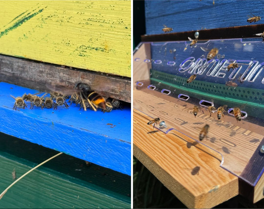 Comparison of bees on exposed to yellow legged hornets (vespa velutina) and protected bee hive entrances with Ormetin Muzzle.