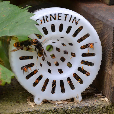 Yellow-legged hornets trapped inside and around an Ornetin trap, demonstrating the device’s effectiveness in capturing Vespa velutina.