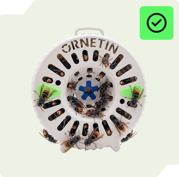 Ornetin UV trap for asian hornets effective solution against hornets