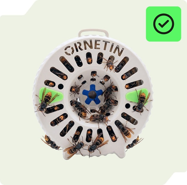 Ornetin UV trap for asian hornets effective solution against hornets