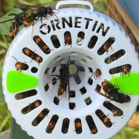 Piège UV Ornetin pour capturer le frelon asiatique Vespa velutina grâce à une technologie d’attraction UV