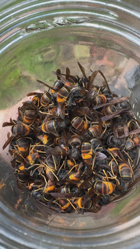 captured asian hornets