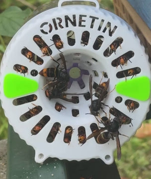 Piège UV Ornetin pour frelon asiatique (Vespa velutina) avec système d’attraction sélective par UV