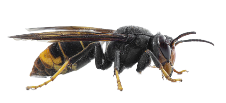 Yellow legged hornet (vespa velutina) queen