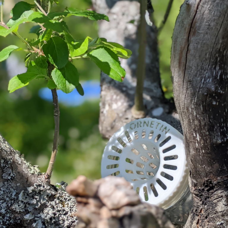 Pieger frelon asiatique (velutina) au jardin potager